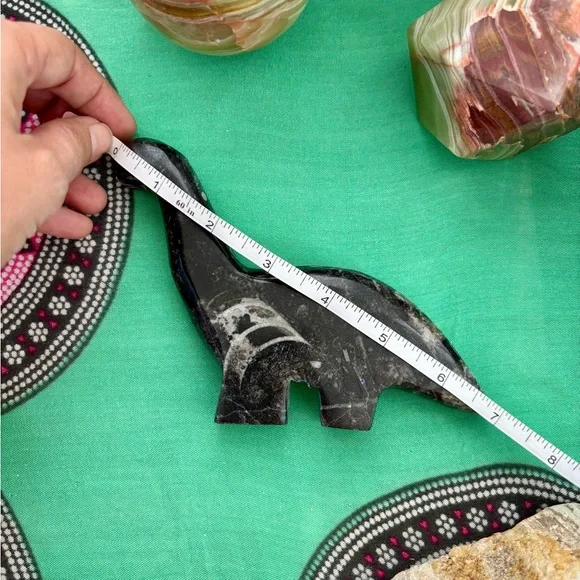 Orthoceras dinosaur - Picture 5 of 5